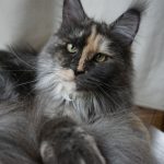 Gr. Int. Ch. Bloomingtree Sweet Caroline (Kastrat)