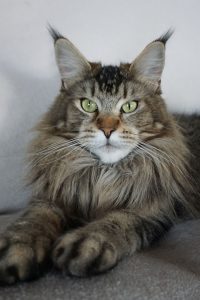 Zuchtkatzen der Maine Coon Zucht of Bloomingtree