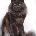 Galerie - Botschafter der Maine Coon Cattery of Bloomingtree