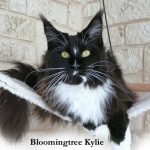 Galerie - Botschafter der Maine Coon Cattery of Bloomingtree