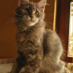 Ch. Beautycat's Rabea (Kastrat)