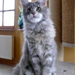 Ch. Beautycat's Rabea (Kastrat)