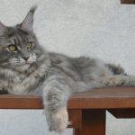 Ch. Beautycat's Rabea (Kastrat)