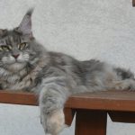 Ch. Beautycat's Rabea (Kastrat)