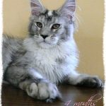 Galerie - Botschafter der Maine Coon Cattery of Bloomingtree