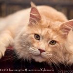 Galerie - Botschafter der Maine Coon Cattery of Bloomingtree