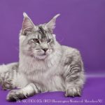 Galerie - Botschafter der Maine Coon Cattery of Bloomingtree