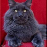 Galerie - Botschafter der Maine Coon Cattery of Bloomingtree