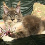 Fidelity Feline Prada