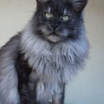 Int. Ch. Moondevil's Macan (Kastrat)