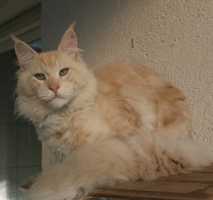 Beautycat's Vasja