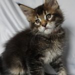 Vasja x Golden Kashmere