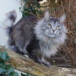 Int. Ch. Mainelynx Urartu*RU (Kastrat)
