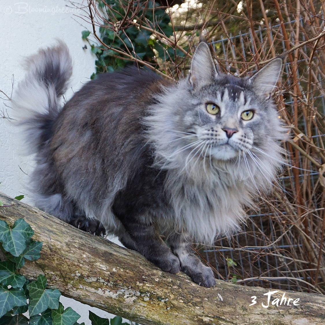 Maine Coon Cats of Bloomingtree – Int. Ch. Mainelynx Urartu*RU (Kastrat)