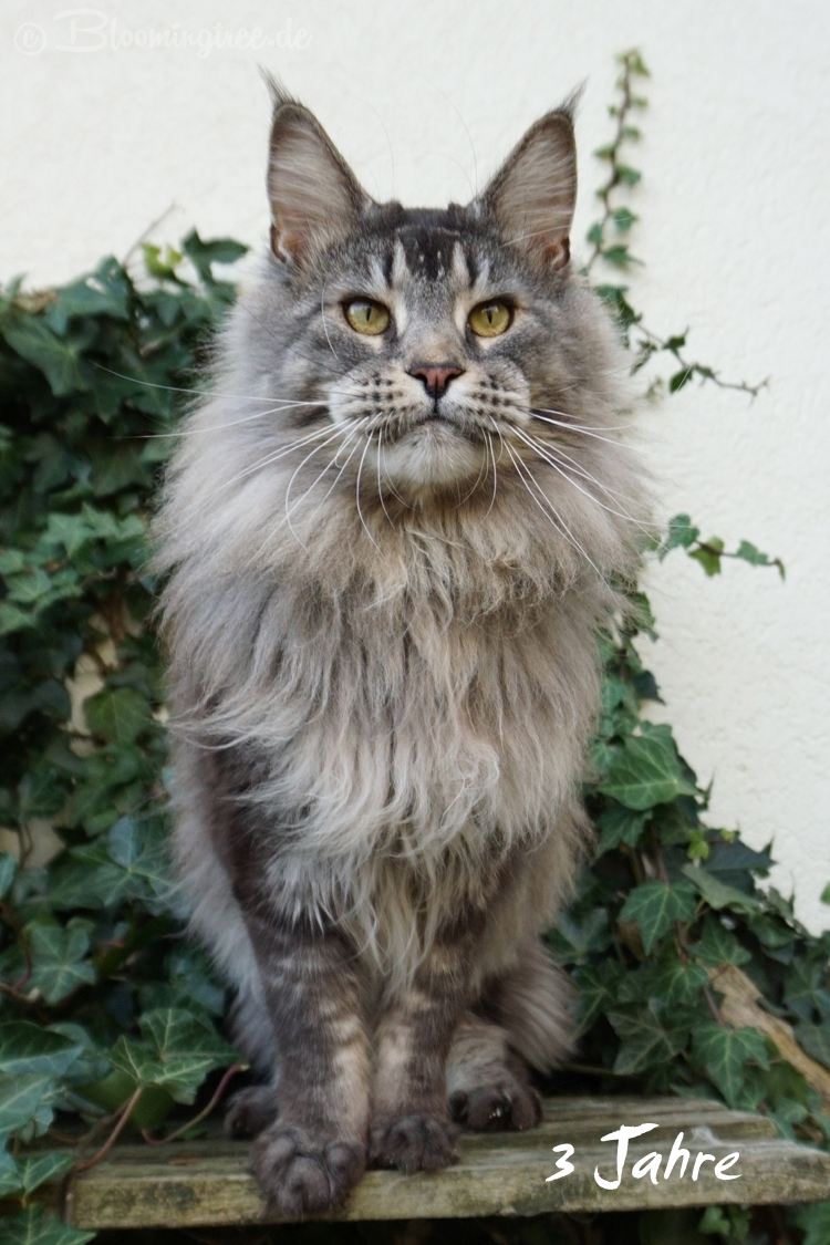 Maine Coon Cats of Bloomingtree – Int. Ch. Mainelynx Urartu*RU (Kastrat)