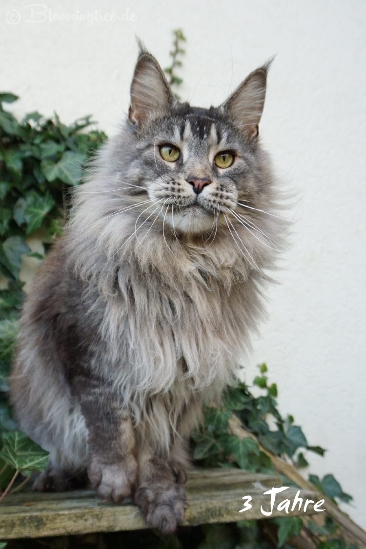 Maine Coon Cats of Bloomingtree – Int. Ch. Mainelynx Urartu*RU (Kastrat)