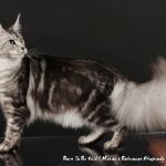 Galerie - Botschafter der Maine Coon Cattery of Bloomingtree