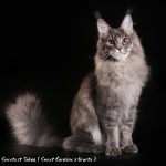 Galerie - Botschafter der Maine Coon Cattery of Bloomingtree