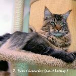 Galerie - Botschafter der Maine Coon Cattery of Bloomingtree