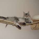 Kittenstube der Maine Coon Cattery of Bloomingtree