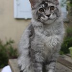 Galerie - Botschafter der Maine Coon Cattery of Bloomingtree