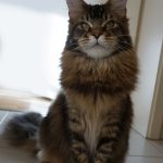 Galerie - Botschafter der Maine Coon Cattery of Bloomingtree