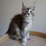 Int. Ch. Bloomingtree KissMeQuick (Kastrat)