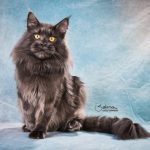 Maine Coon Kater