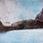 Maine Coon Kater