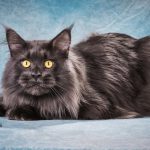 Maine Coon Kater