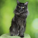 Maine Coon Kater