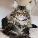 Galerie - Botschafter der Maine Coon Cattery of Bloomingtree