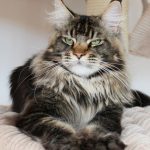 Galerie - Botschafter der Maine Coon Cattery of Bloomingtree