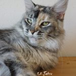 Int. Ch. Bloomingtree KissMeQuick (Kastrat)