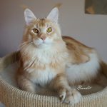 Int. Ch. Bloomingtree MyGirl (Kastrat)