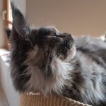 Maine Coon Katze