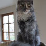 Maine Coon Katze