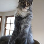 Maine Coon Katze