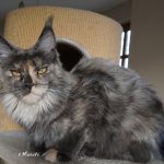 Maine Coon Katze