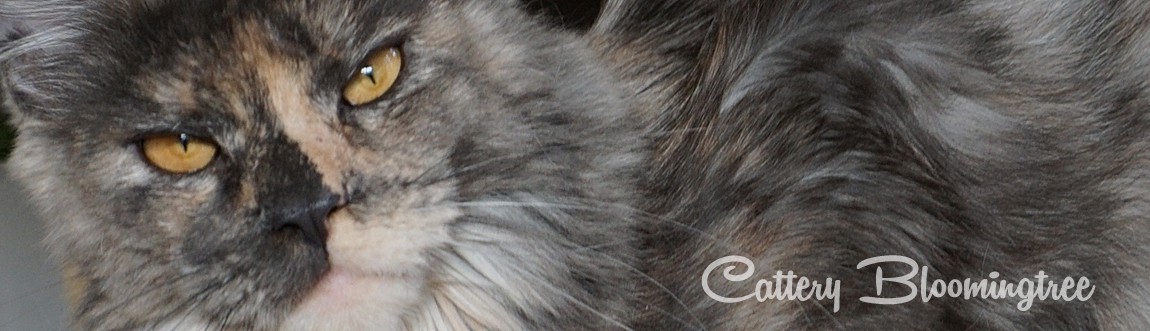 Maine Coon Katze