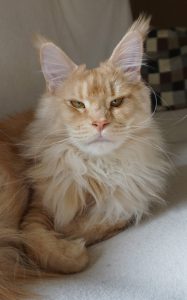 Maine Coon Katze