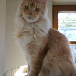 Int. Ch. Bloomingtree MyGirl (Kastrat)