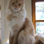 Int. Ch. Bloomingtree MyGirl (Kastrat)