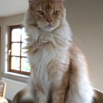 Int. Ch. Bloomingtree MyGirl (Kastrat)