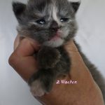 Maine Coon Kitten