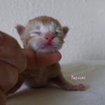 Int. Ch. Bloomingtree MyGirl (Kastrat)