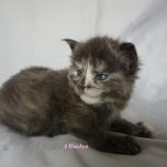 Maine Coon Kitten