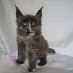 Maine Coon Kitten