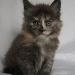 Maine Coon Kitten
