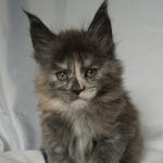 Maine Coon Kitten